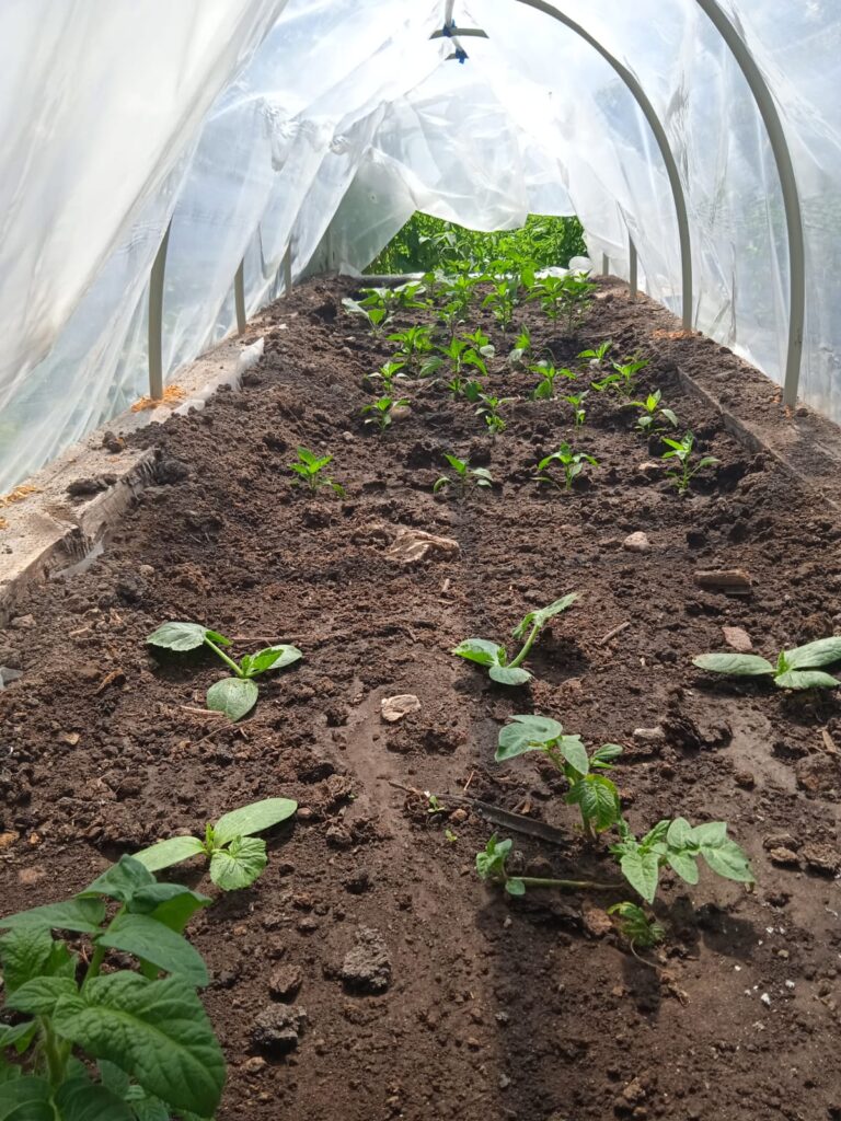 Smart DIY PVC Hoop House: AI Care for Tomatoes & Peppers