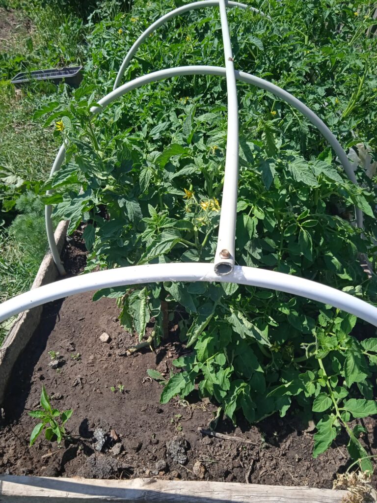 Smart DIY PVC Hoop House: AI Care for Tomatoes & Peppers