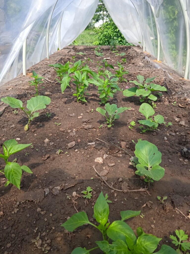 Smart DIY PVC Hoop House: AI Care for Tomatoes & Peppers